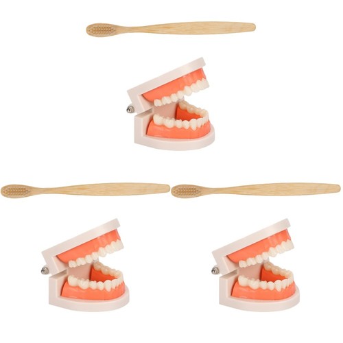 Sets teeth care model - teeth,